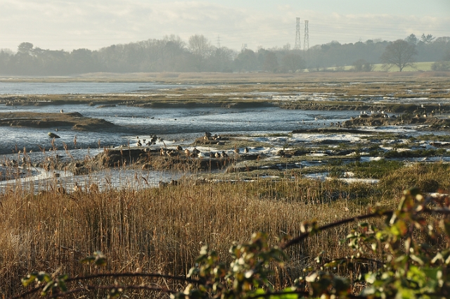 30 12 14_0108.JPG - DWT WALK - HOLES BAY, POOLE HARBOUR DORSET - 30.12.14